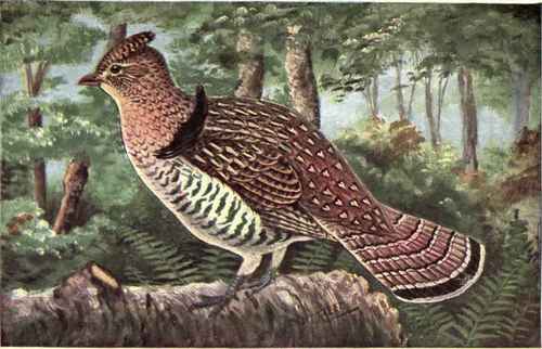 What is a Ruffed Grouse?