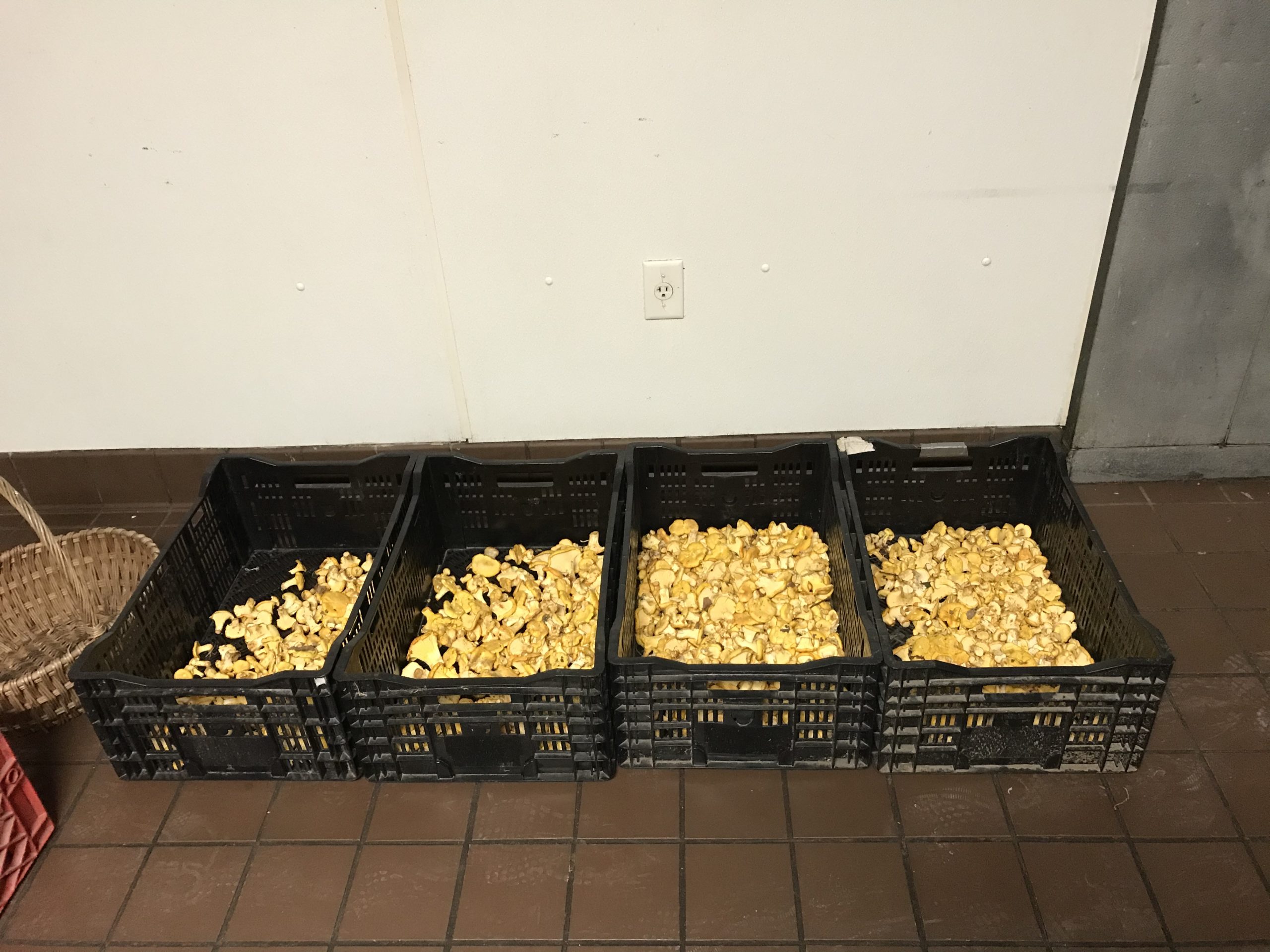 Chanterelles that Billy picks in the summer and sells to restaurants