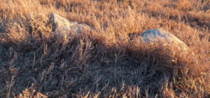 Prairie Grass