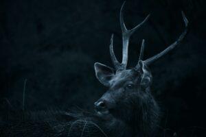 Deer in darkness
