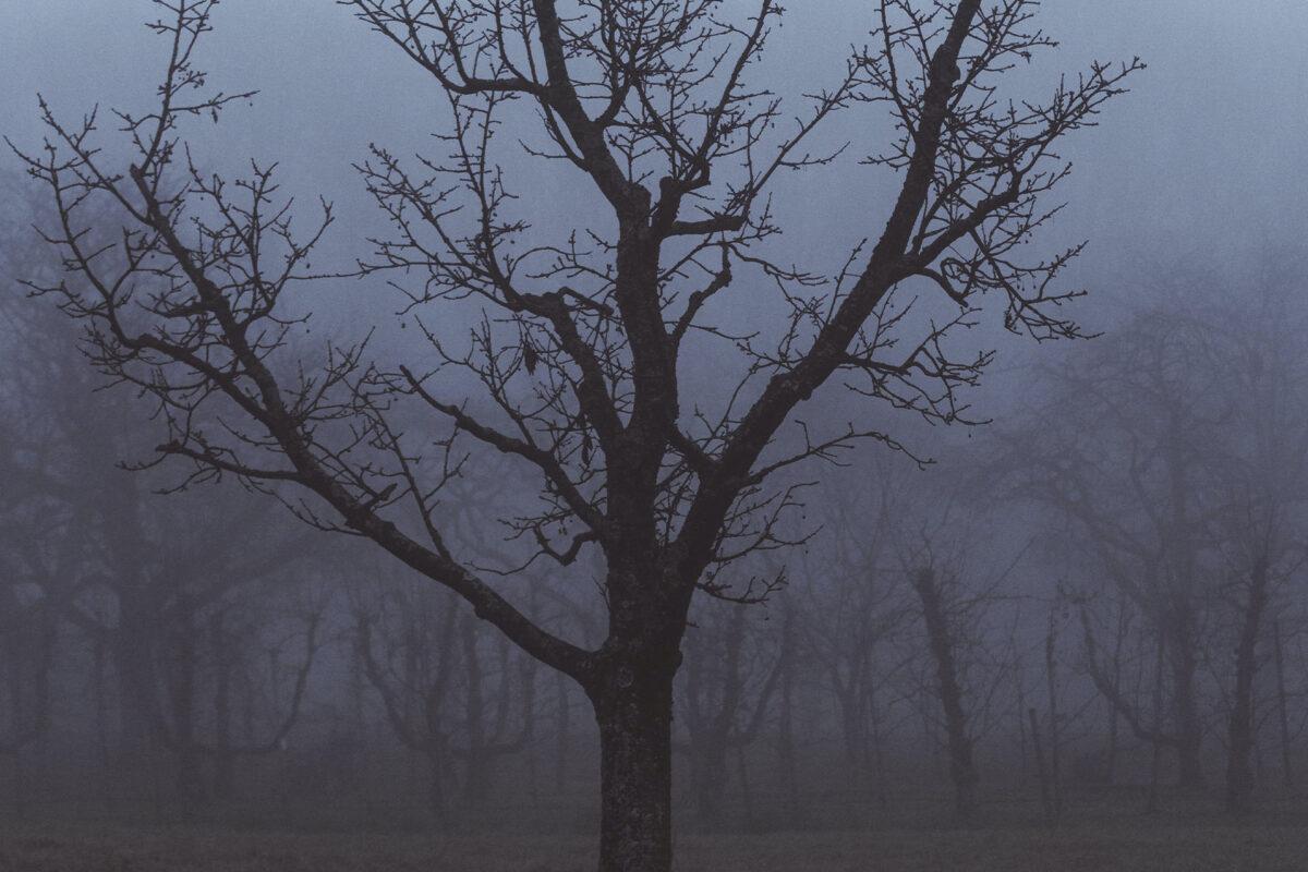 Tree and the Fog
