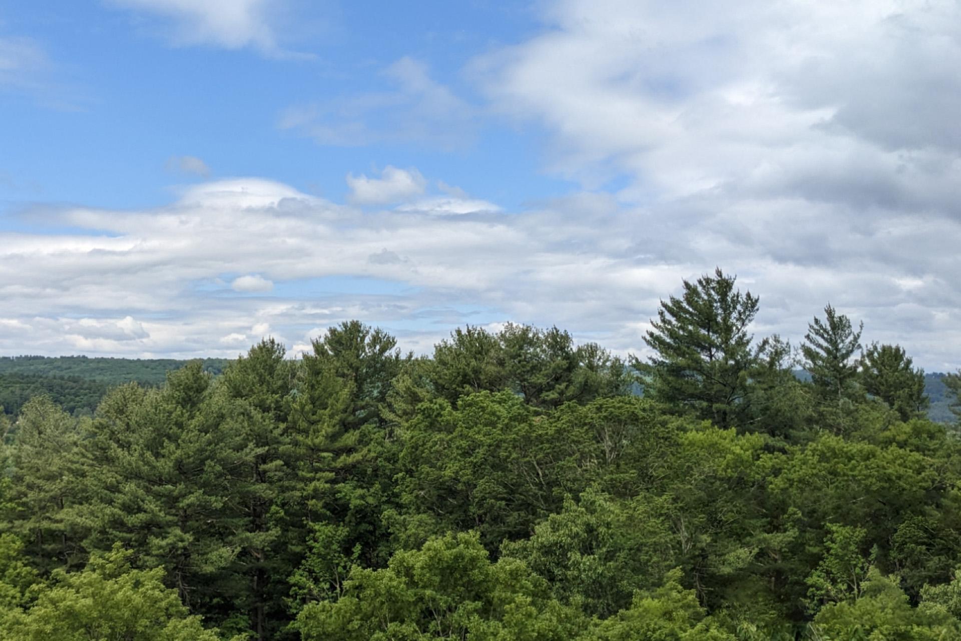 Photo of trees and a blue sky with clouds